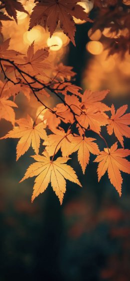 秋日暖阳🍂治愈系秋叶